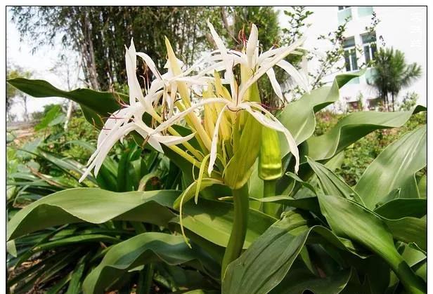 25种常见有毒的花草树木,警惕50种有毒植物