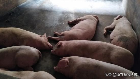 阜阳市颍上县李老板运用发酵中草药养猪尝到了甜头，无非瘟效益高