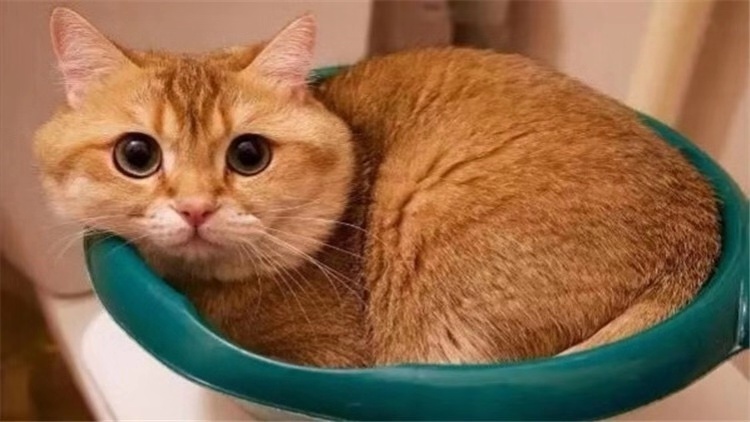 如何向猫咪表达爱意,如何向猫咪表达友善的叫声