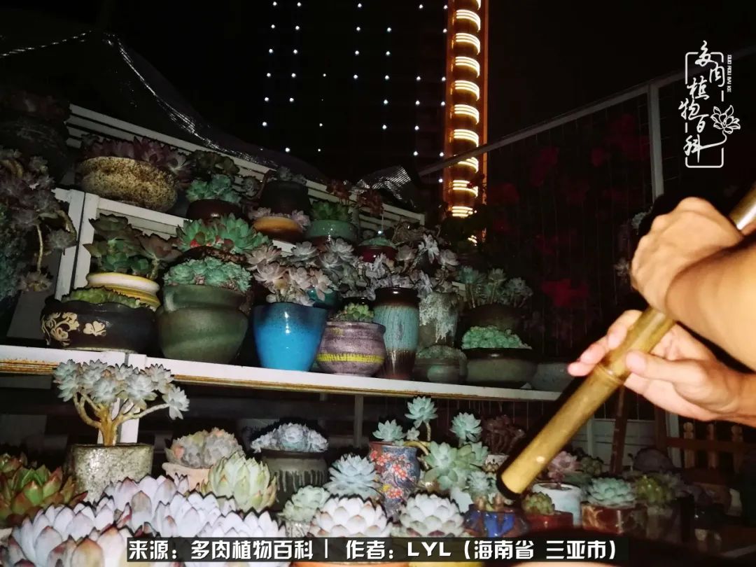 开挂区养多肉,非开挂区怎么把多肉养出状态