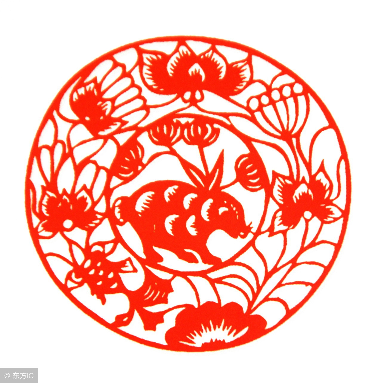 金猪还是土猪,金猪好还是土猪好