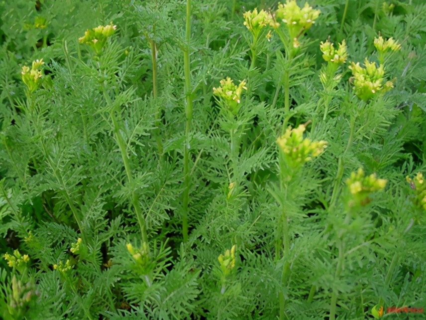 农田杂草图谱防治方法,农田主要杂草图谱