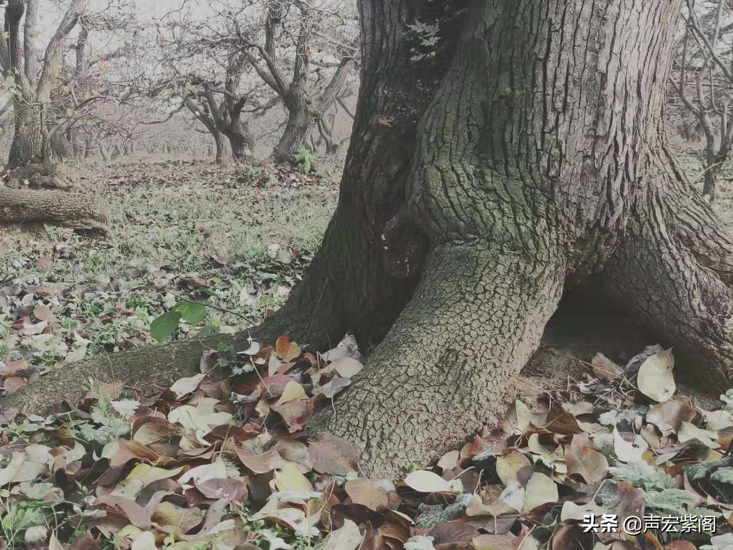 红楼梦给秦可卿开的药方的含义,红楼梦薛宝钗劝贾宝玉饮热酒