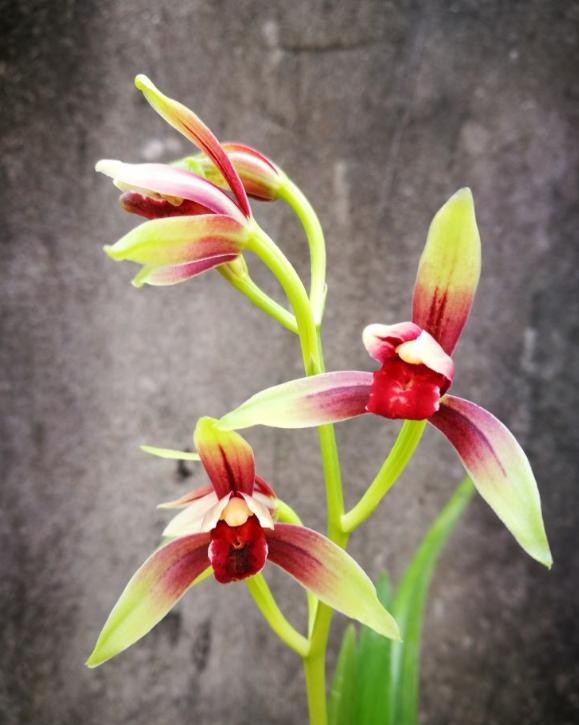 好养又好看又香又便宜的兰花品种,好养又好看又便宜又香的兰花品种