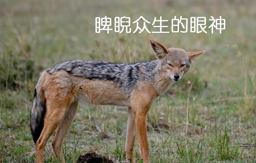 胡狼“大帝”：比平头哥胆子还大的非洲蹭饭王