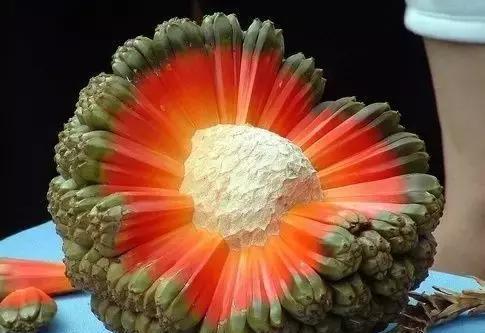 菠萝和哪些吃会中毒,和菠萝很相似的水果但是不能吃