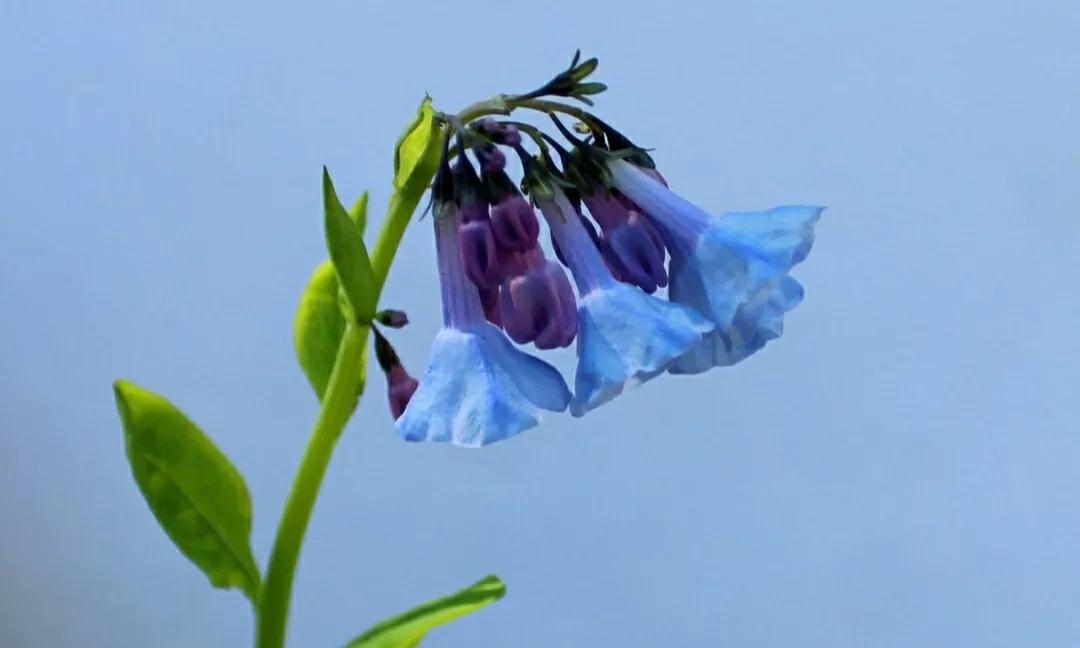 芳踪难觅濒危花!清新治愈篇:沙漠高原是吾家,豹子花的春天来了