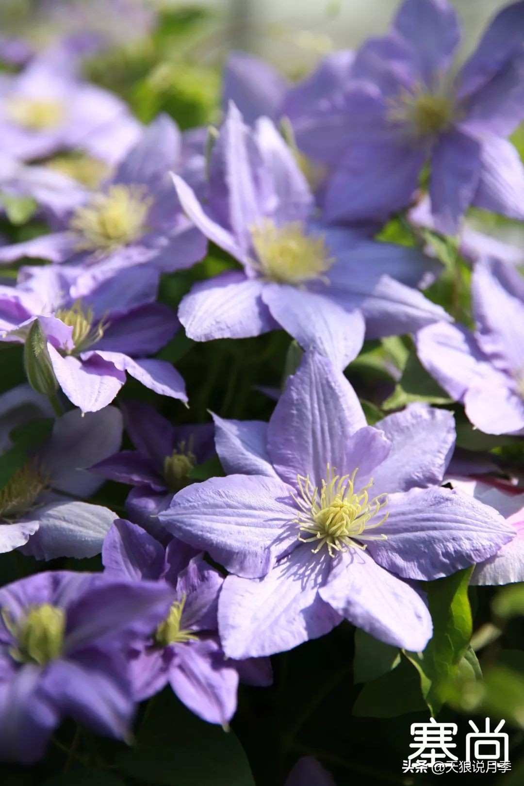 10元3棵铁线莲苗多色,铁线莲苗圃视频