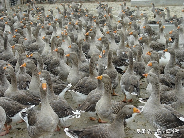 鹅疫苗免疫程序表,养鹅的免疫程序各个阶段用药方法