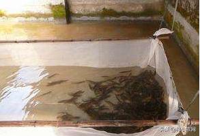 泥鳅养殖方法零基础,无土泥鳅养殖技术技巧有哪些