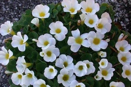 三叶草属于幸运草吗,三叶草是幸运的象征