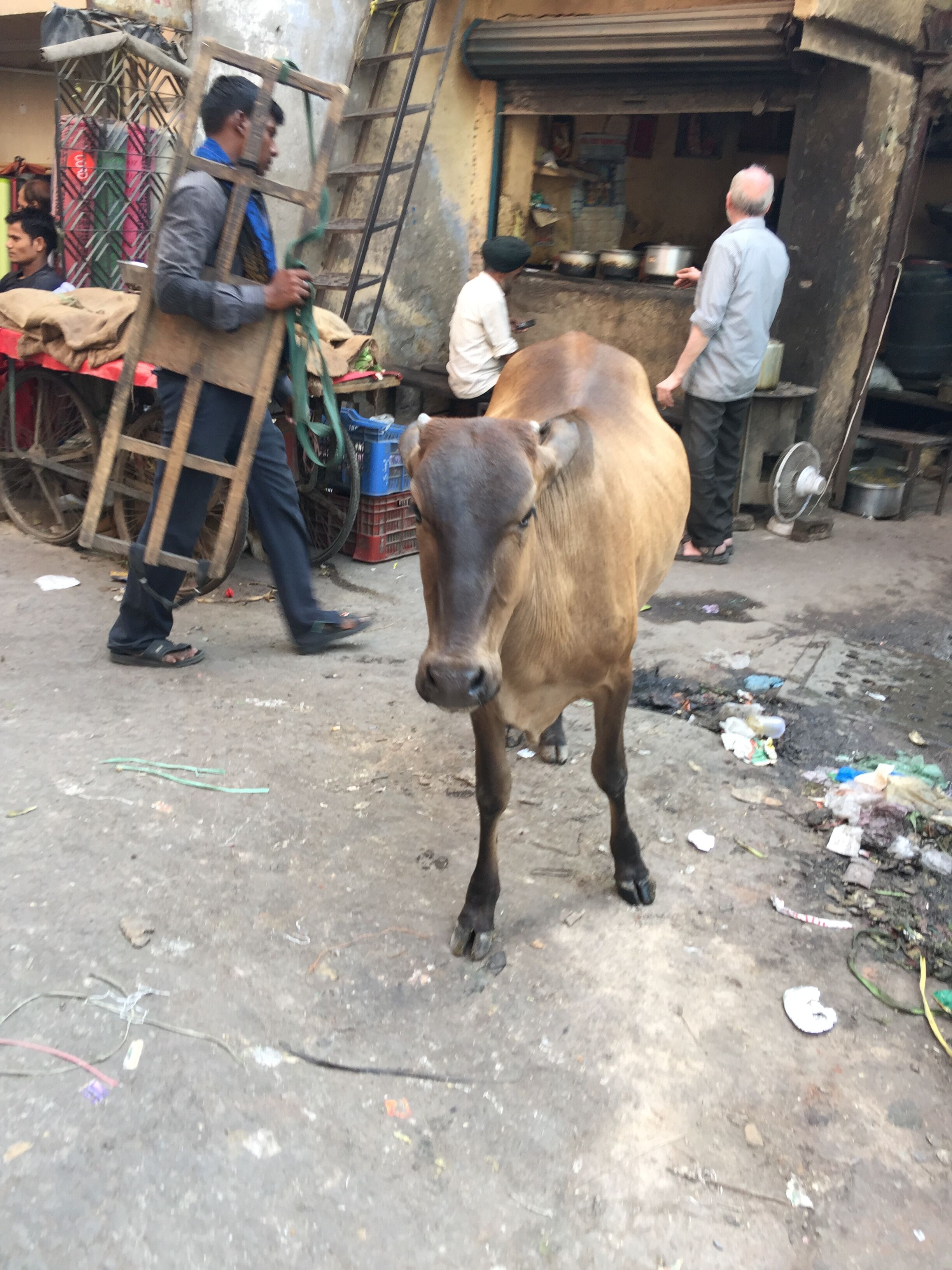 印度见闻17分钟,印度见闻2019