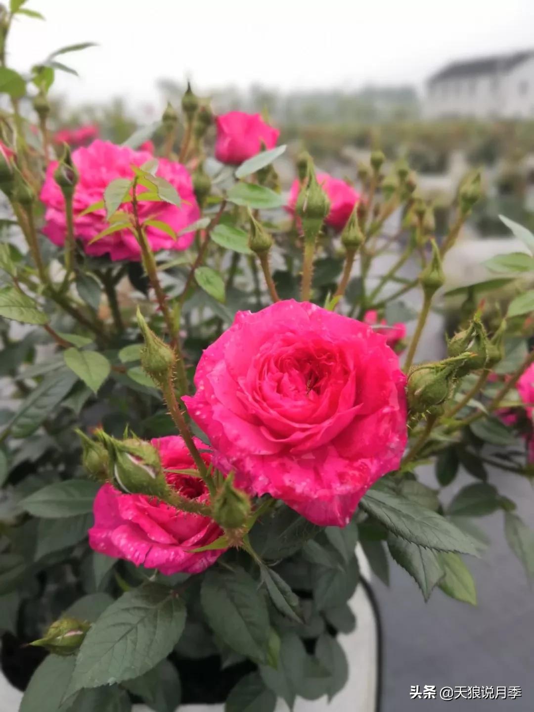 又一个十年,国产自育品种