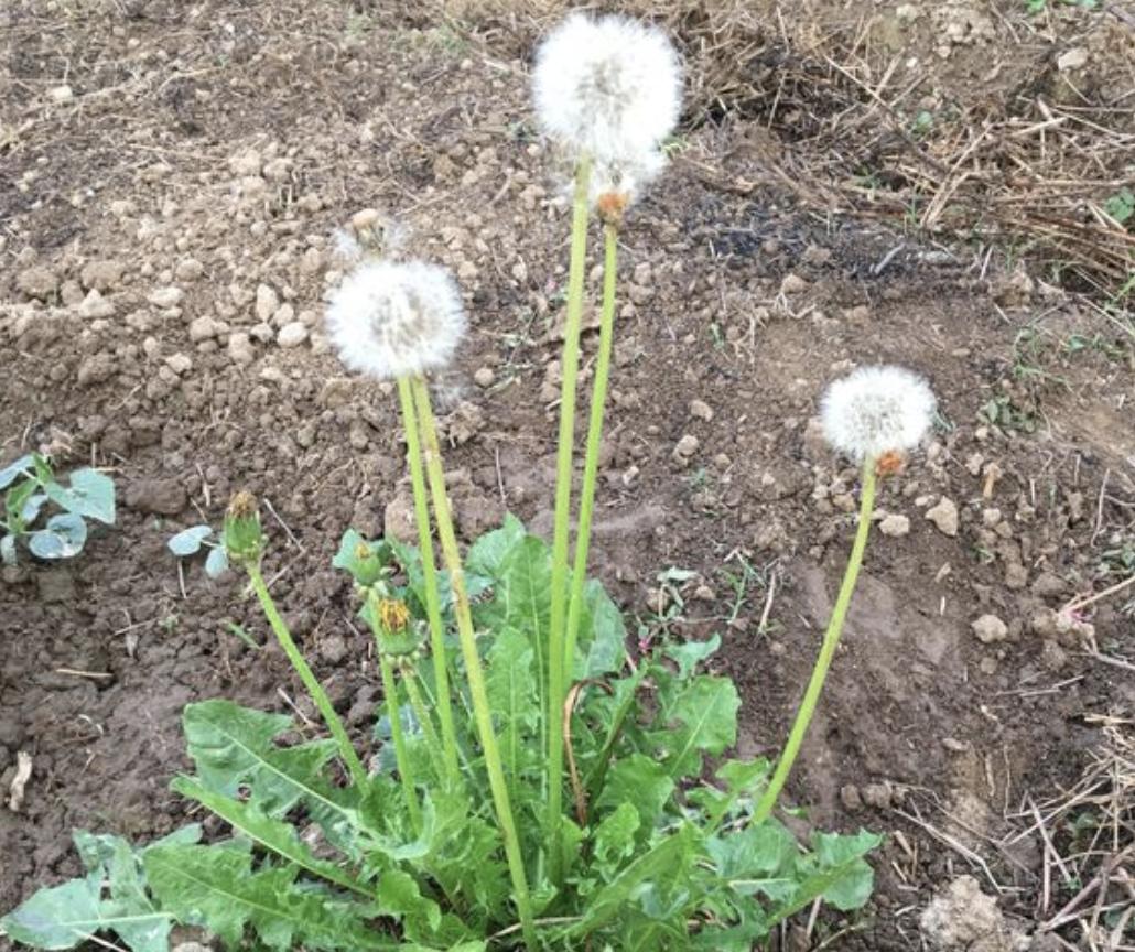 “1种草”在路边不起眼,人称“蒲公英”,处理后价值高,请珍惜