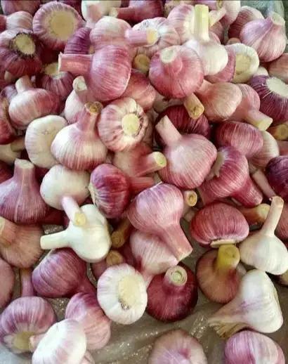 大蒜蒜苔后期价格如何,2023年大蒜蒜薹最新行情