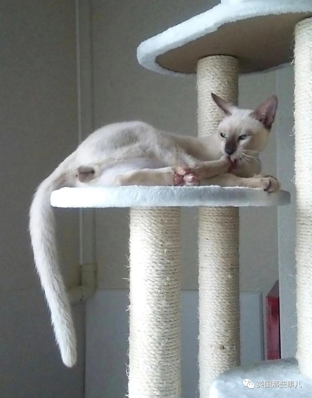 养暹罗等于养好几种猫,重庆暹罗猫变黑了还能白回来吗