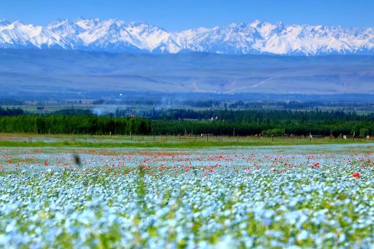 伊犁最美的50处绝色美景,伊犁最美的小众景点