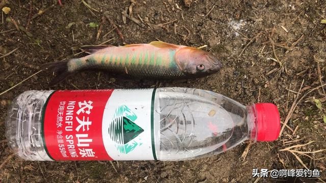 农村人的日常生活钓鱼,小的时候在农村生活钓鱼