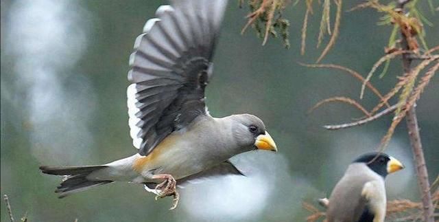 蜡嘴雀怎么分品种,蜡嘴雀的习性有哪些