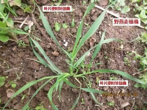 燕麦雀麦和节节麦的区别图谱,火眼金睛快速识别