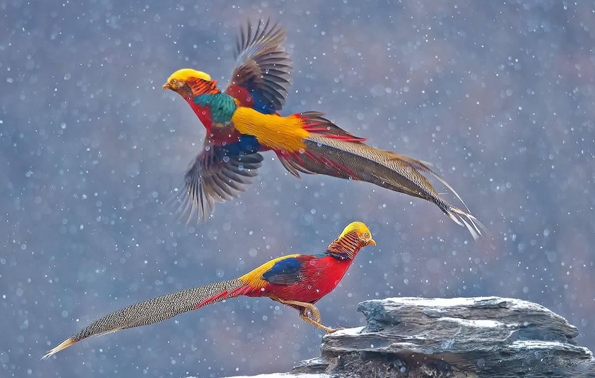 世界上十二种颜色华丽的动物,令人惊艳的17种动物绝对罕见