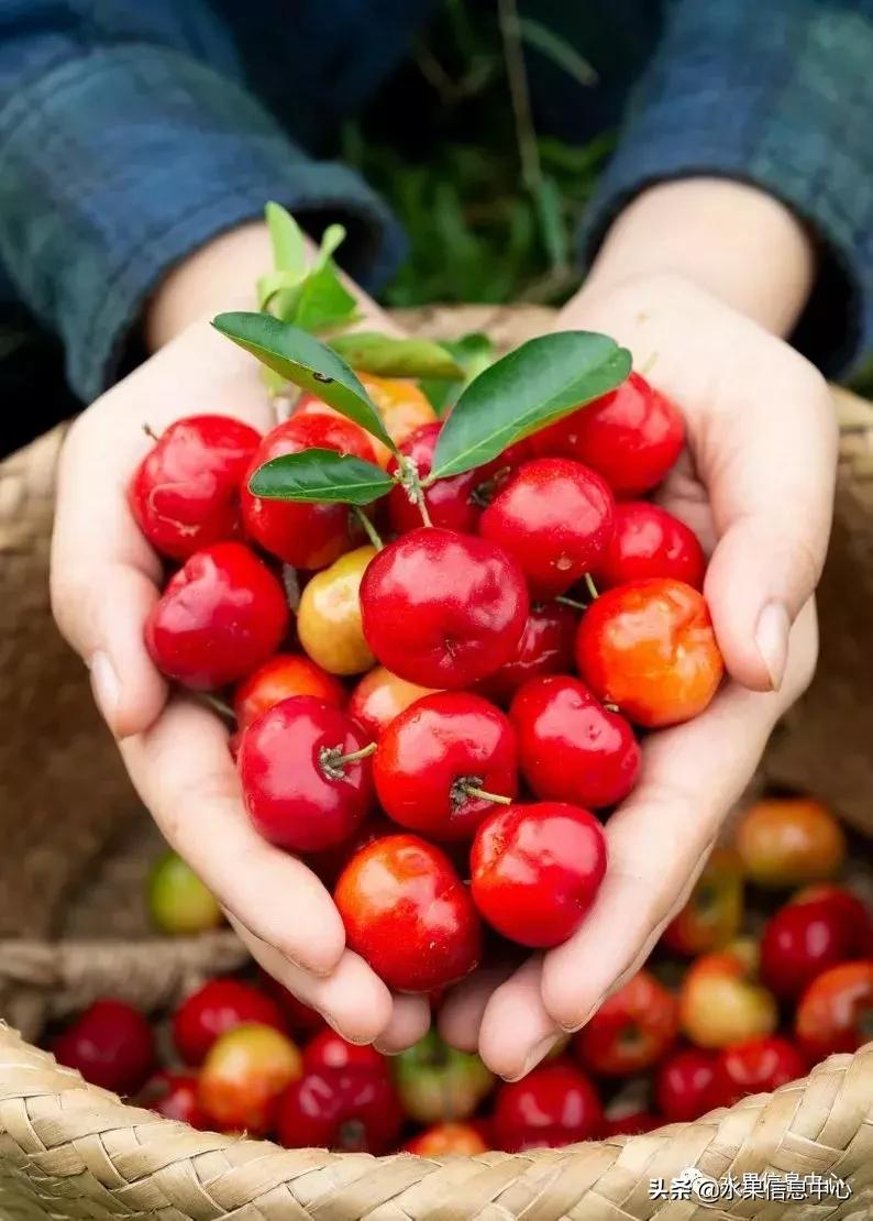 针叶樱桃不是樱桃,针叶樱桃与山樱桃一样吗