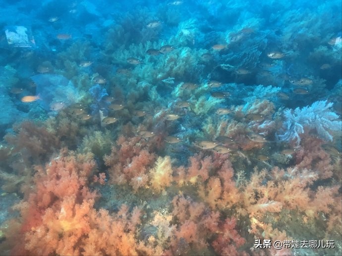 5天小长假国内飞海外,小长假出境游