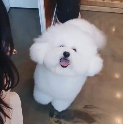 大势爱豆韩国综艺节目,养猪吴世勋