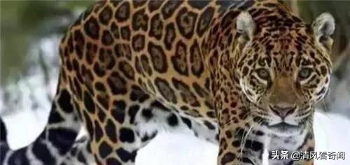 19岁女武松空手打死2米金钱豹,武松19岁徒手打死一只金钱豹