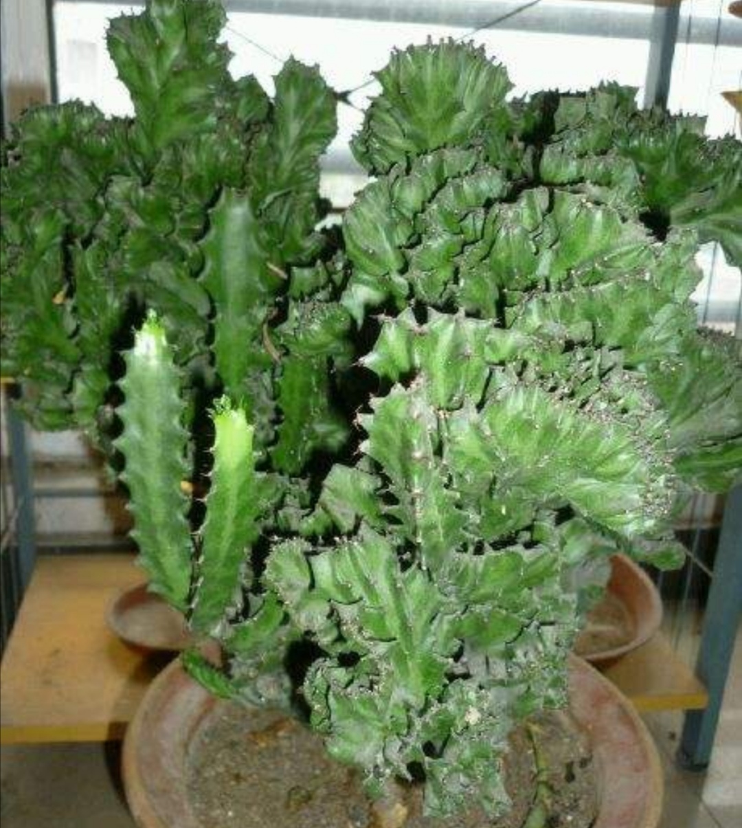 麒麟掌用什么盆栽最好,养麒麟该怎么样浇水