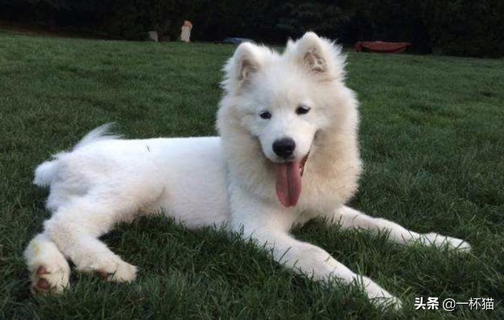 小狗被救已经奄奄一息,垃圾桶死掉的小狗