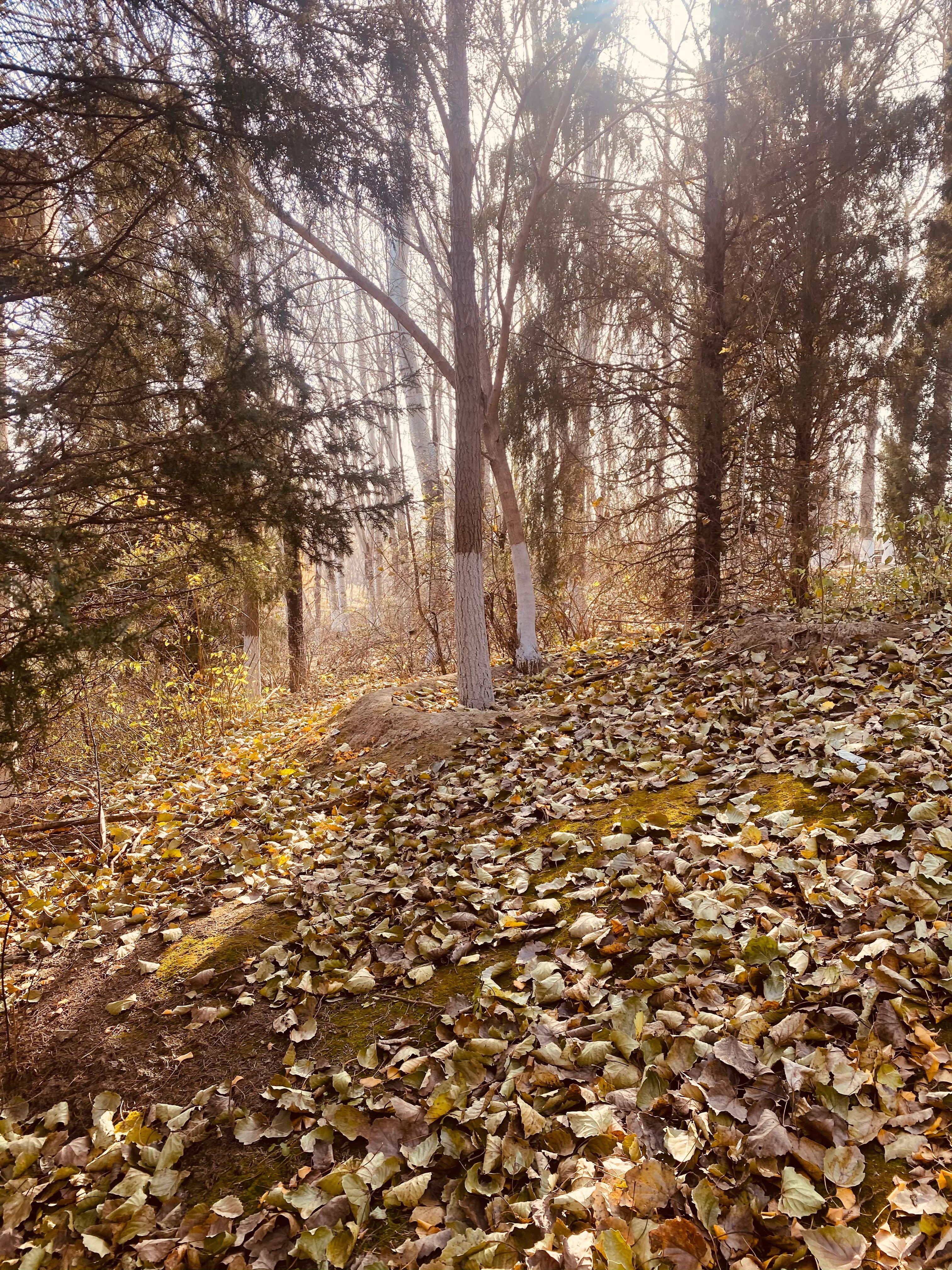 奥森游玩攻略,奥森亲子游玩