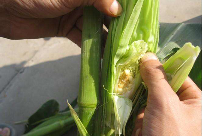 玉米授粉期的管理方法,玉米授粉时期的注意事项