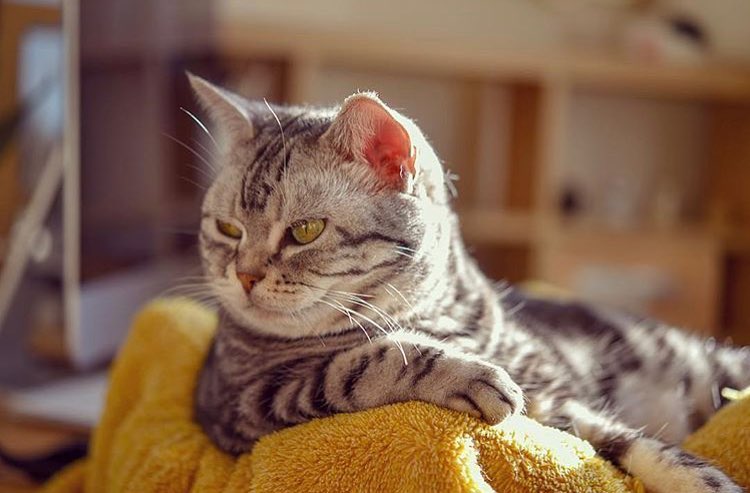 猫奴需要了解的知识:猫咪喝水少的危害及八种应对策略