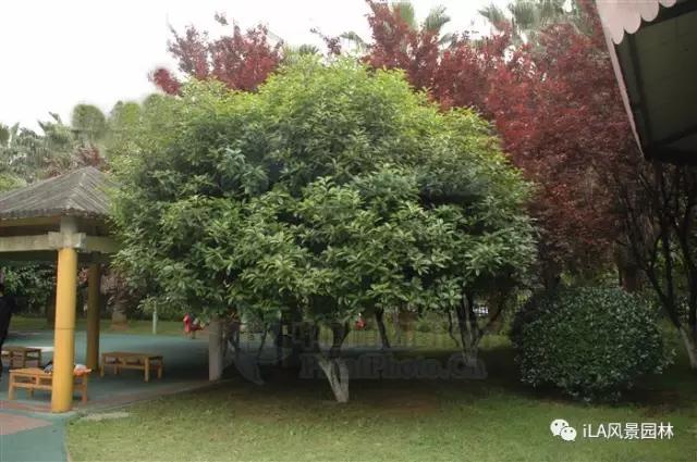 木犀榄枝干黑,木犀亚科介绍