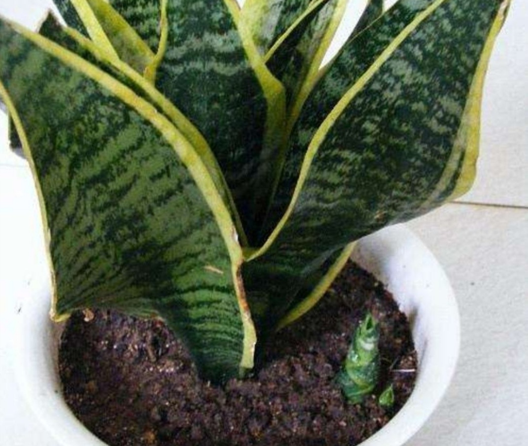 虎皮兰养护方法和注意事项,虎皮兰养护的正确方法