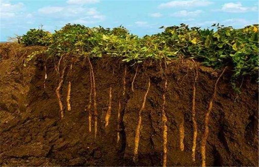 山药横栽种植技术视频教程,山药用pvc管种植技术