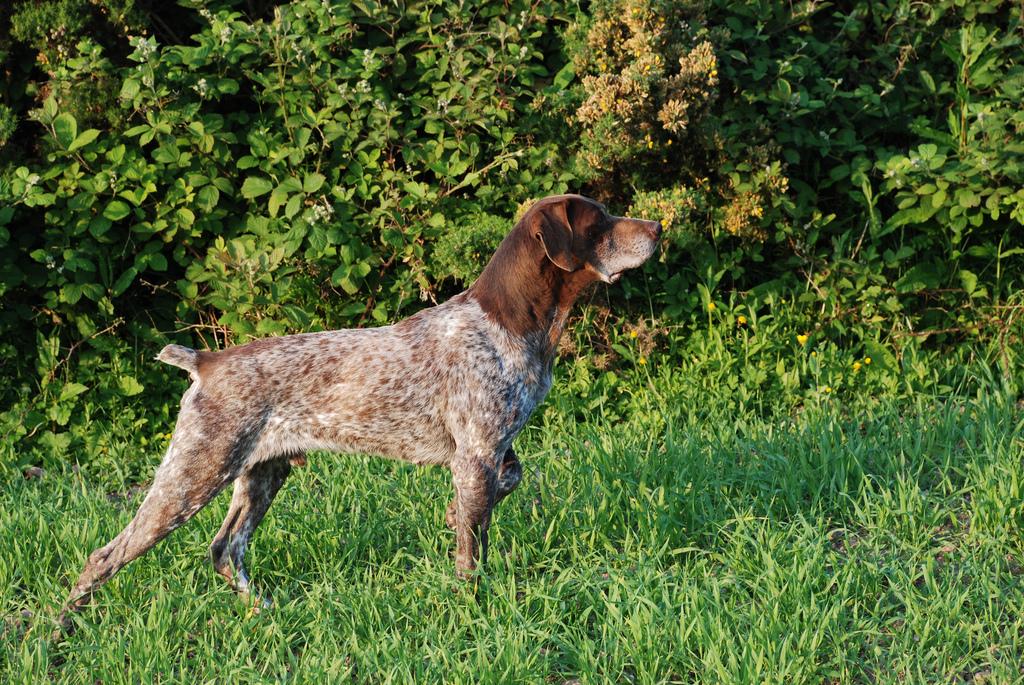最齐全的狗狗品种介绍及图片,带你了解一下常见狗狗的品种
