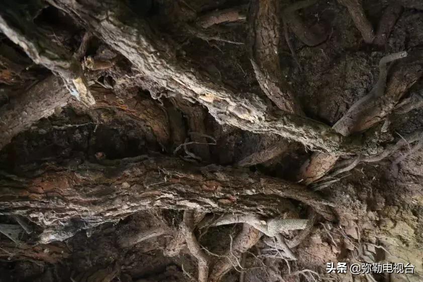 一棵被保护的百年古树,一棵百年的古树被雷击