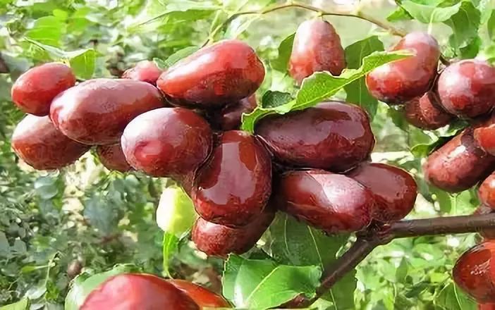 全国各地最全特产,全新疆特产