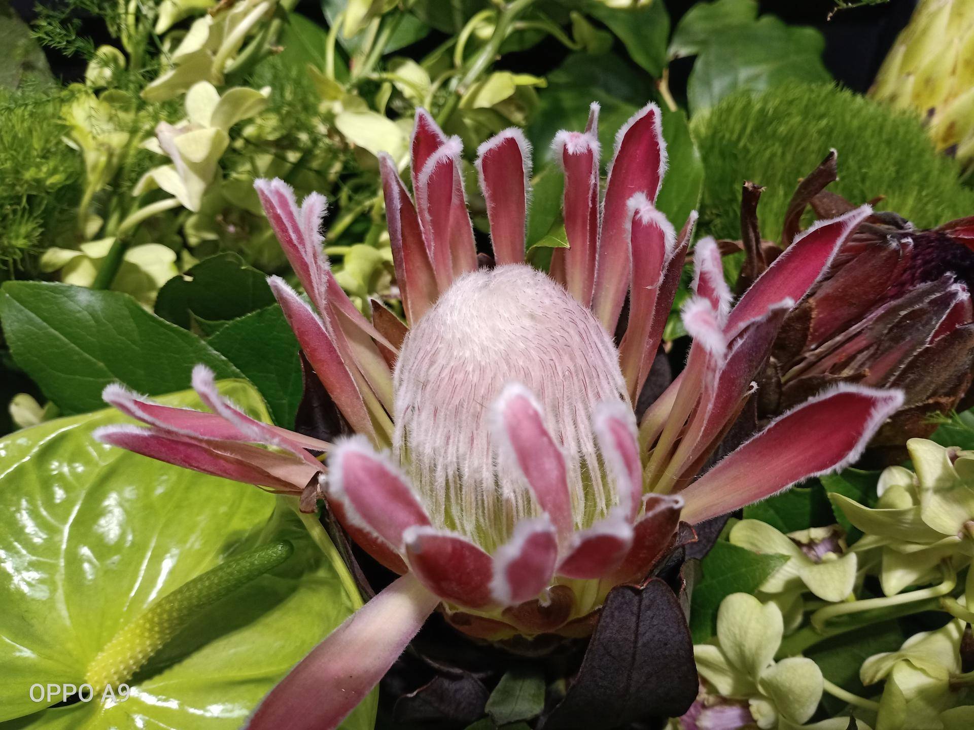 oppo低端机拍视频,oppo中端机影像