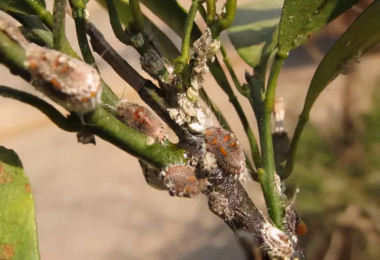 介壳虫的防治方法和时间,防治介壳虫的最佳方法