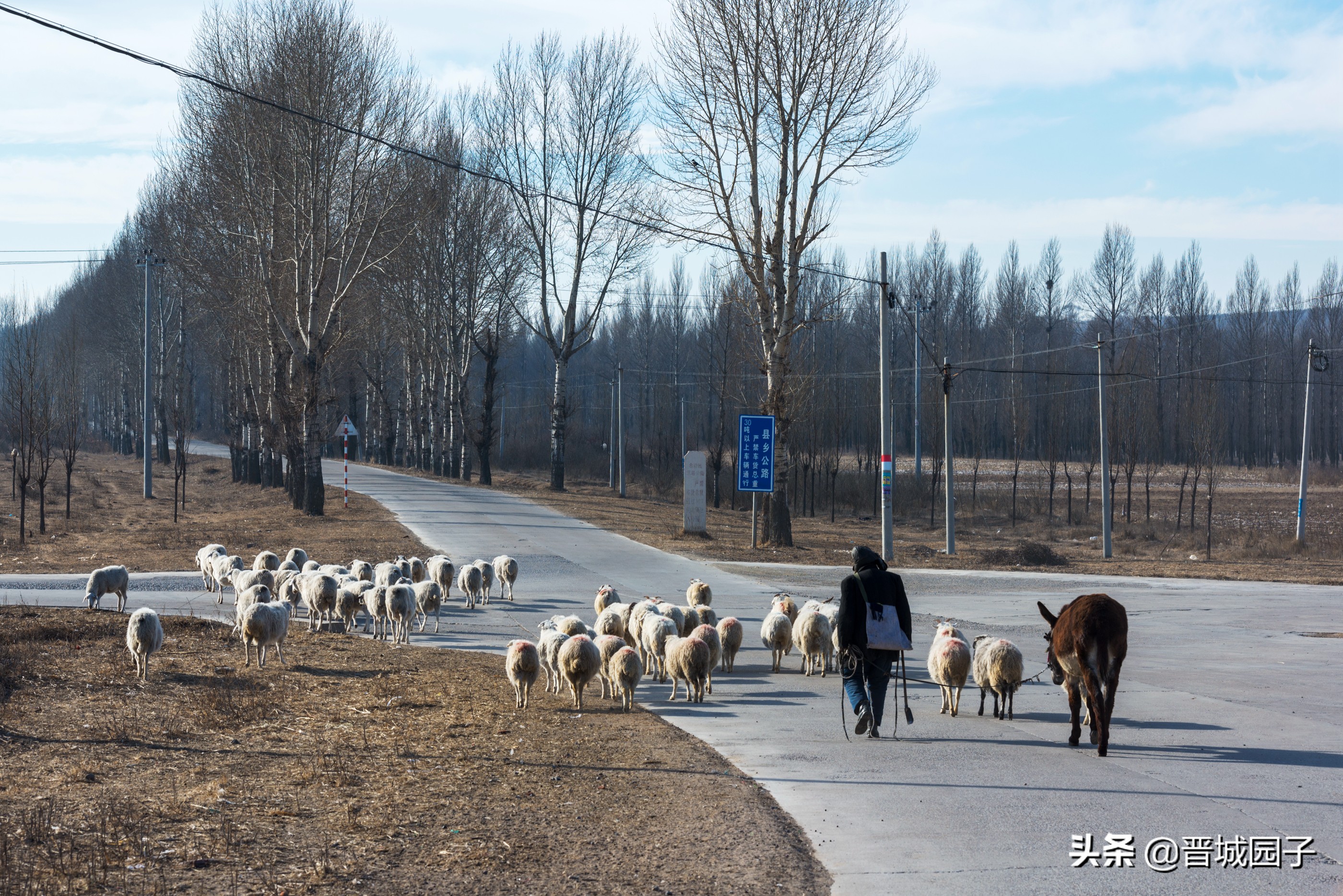 骄萌的毛驴洁白的羊群率真的老汉，看冬日的右玉古城阳光明媚
