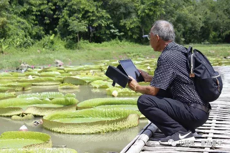 泰国顶级睡莲博士Dr.Nopchai版纳行,被勐景来圈粉