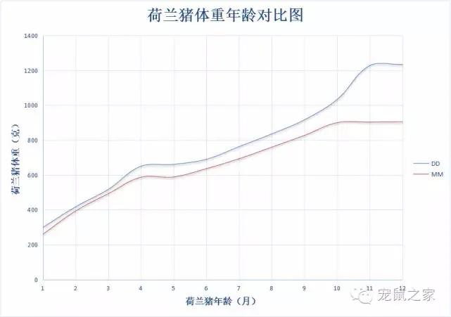 养的小荷兰猪为啥会死,豚鼠荷兰猪一般能活多久