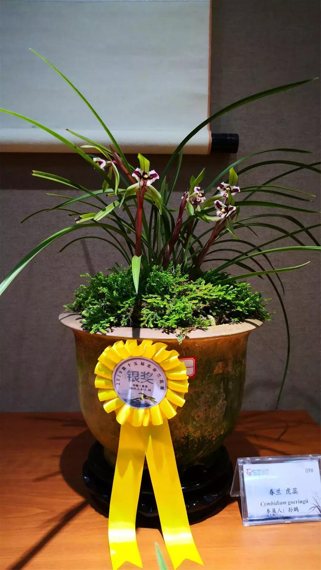 美美美！海淀这个地儿，万株兰花惊艳来袭，你招架的住吗？