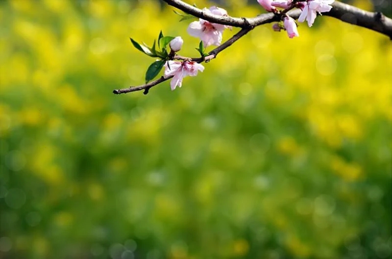 天上掉馅饼屋顶砸个洞,天上掉馅饼砸我头上了是怎么回事