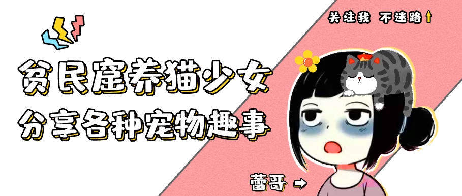 说好的给狗子买衣服呢？碰上不靠谱的铲屎官，狗子有苦难言