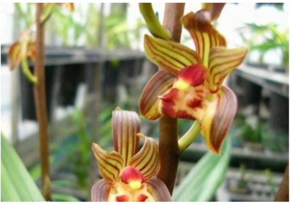 兰花品种大全简介,兰花种类讲解视频