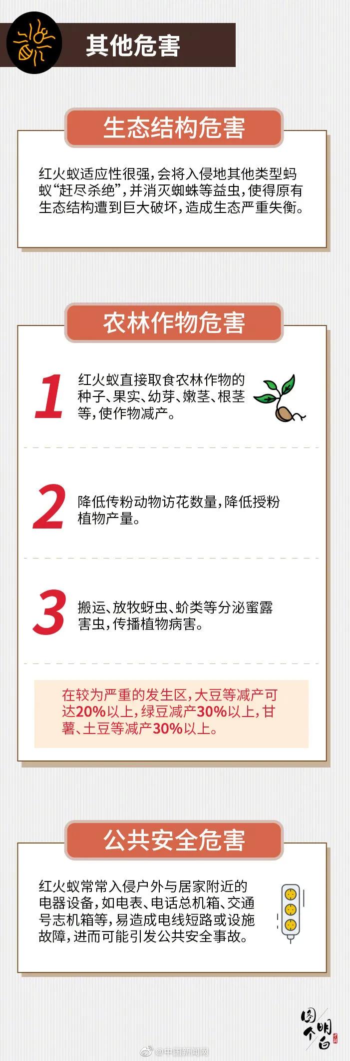 小心蚂蚁,小心红火蚁